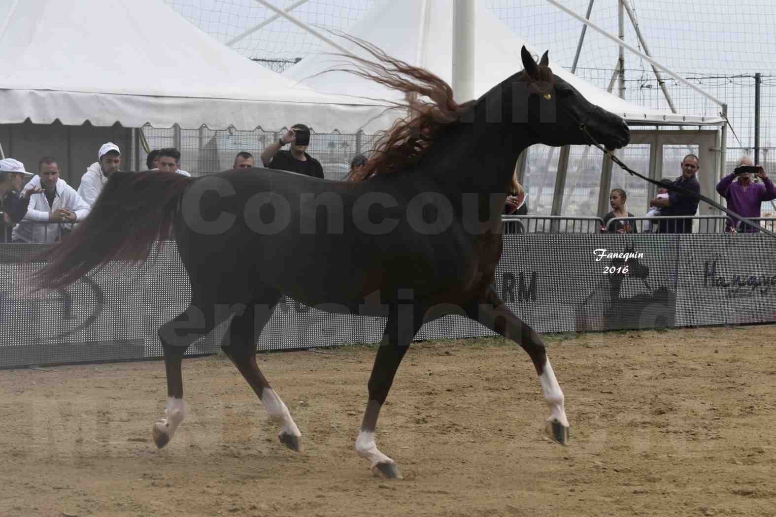 Championnat du pur-sang arabe de la Méditerranée et des pays arabes - MENTON 2016 - IM BAYARD CATHARE -  Notre Sélection - 05