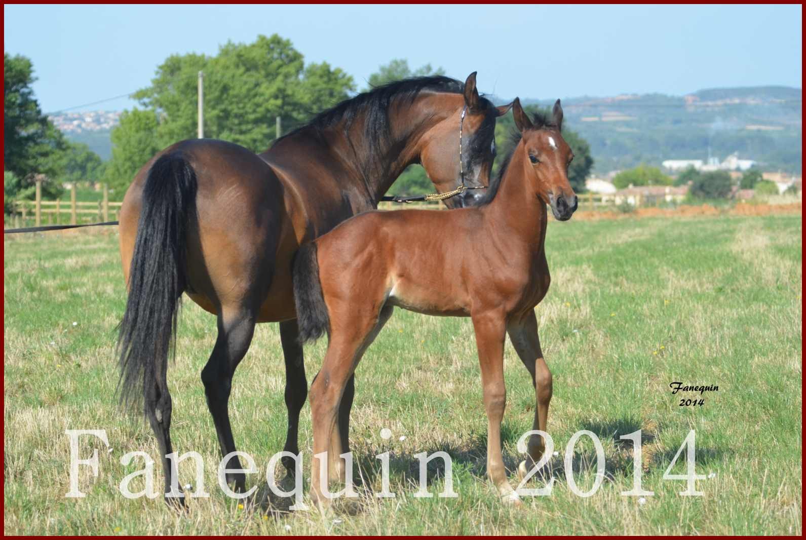 Domaine de LAMARRE - Jument ARABE Baie - SW ANGELIKA et son poulain MC BARAK - 3