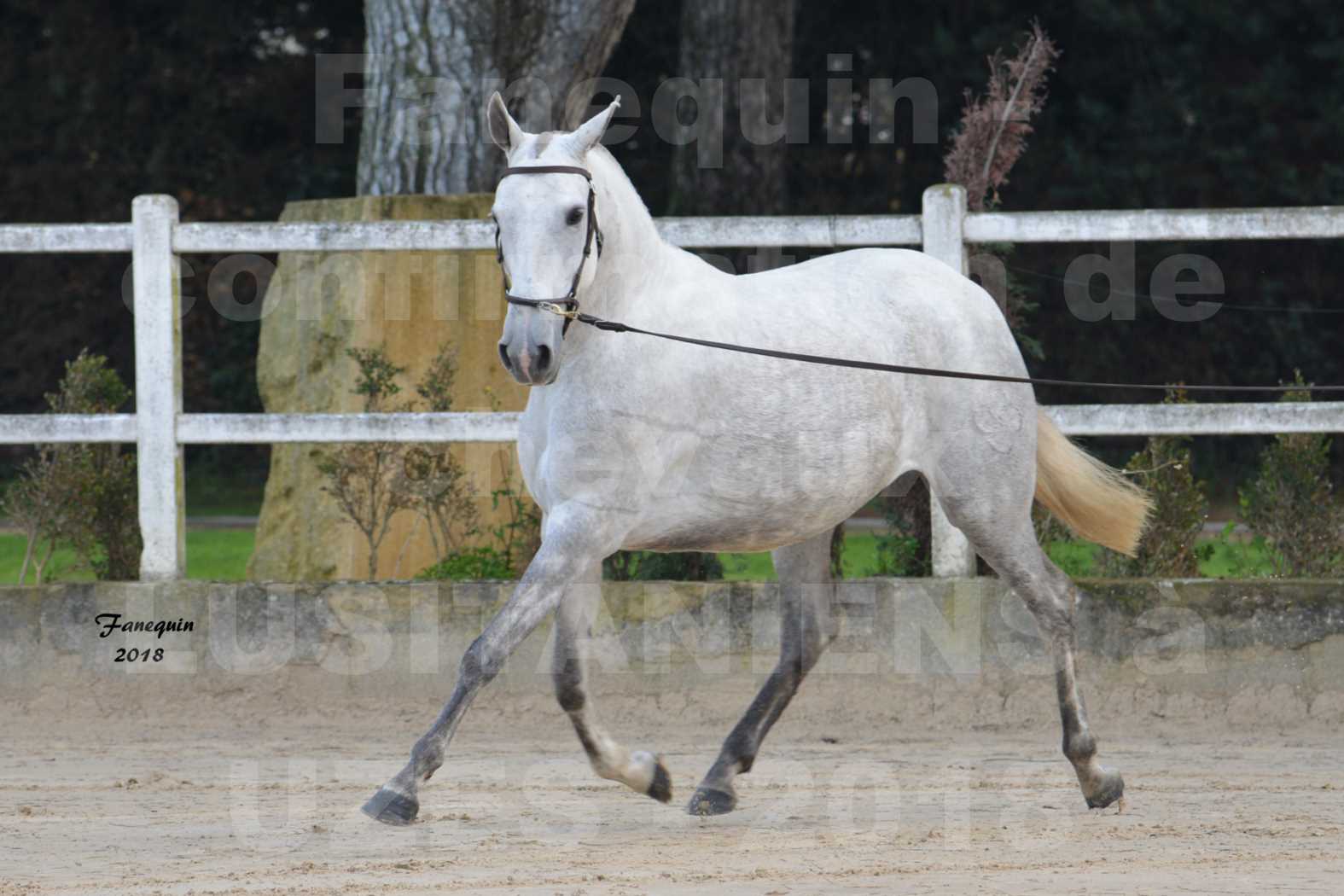 Confirmation de chevaux LUSITANIENS aux Haras d'UZES Novembre 2018 - DANAÏDE DU MOLE - 5