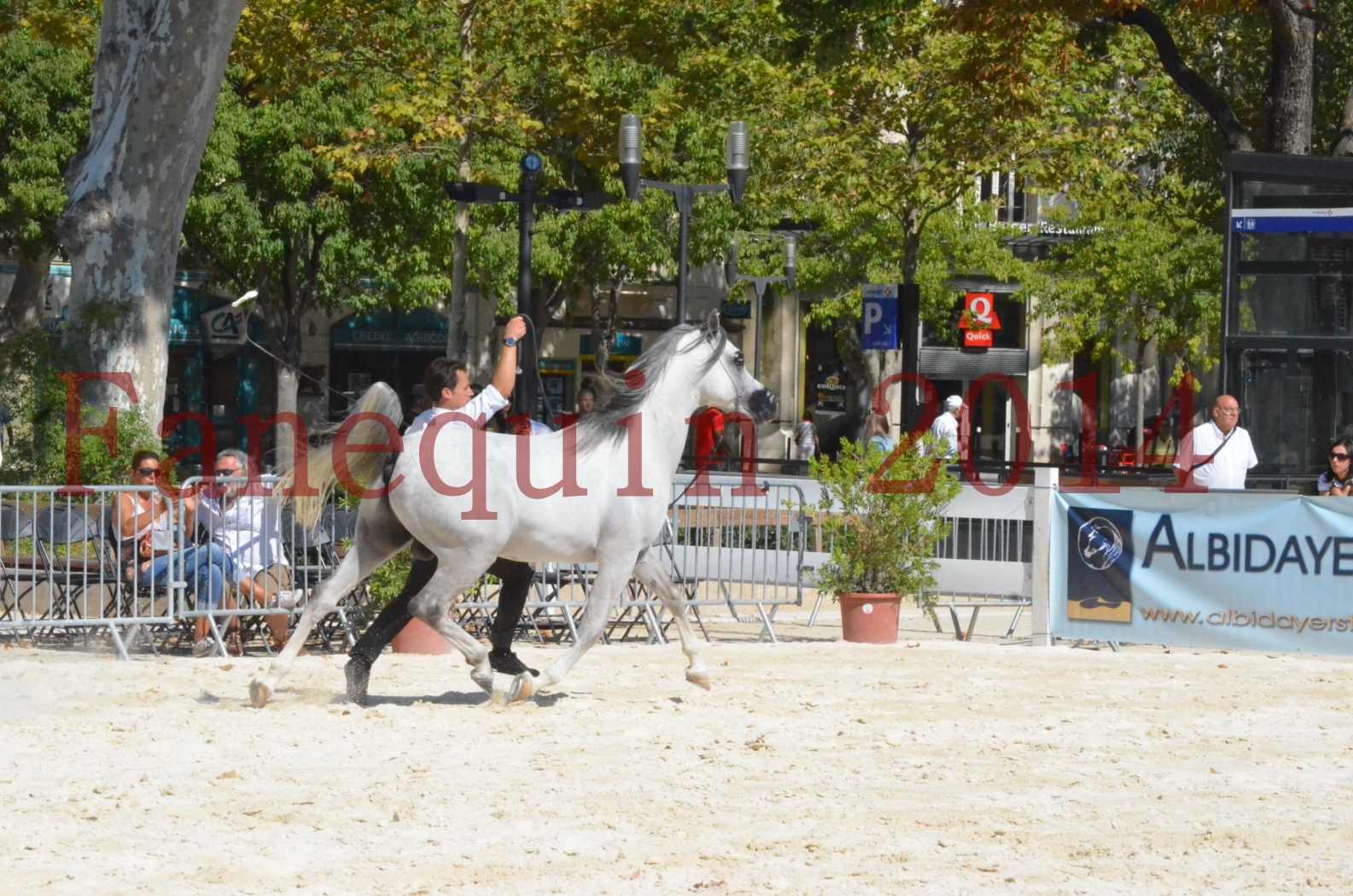 Concours National de Nîmes de chevaux ARABES 2014 - Sélection - SHAOLIN DE NEDJAIA - 41