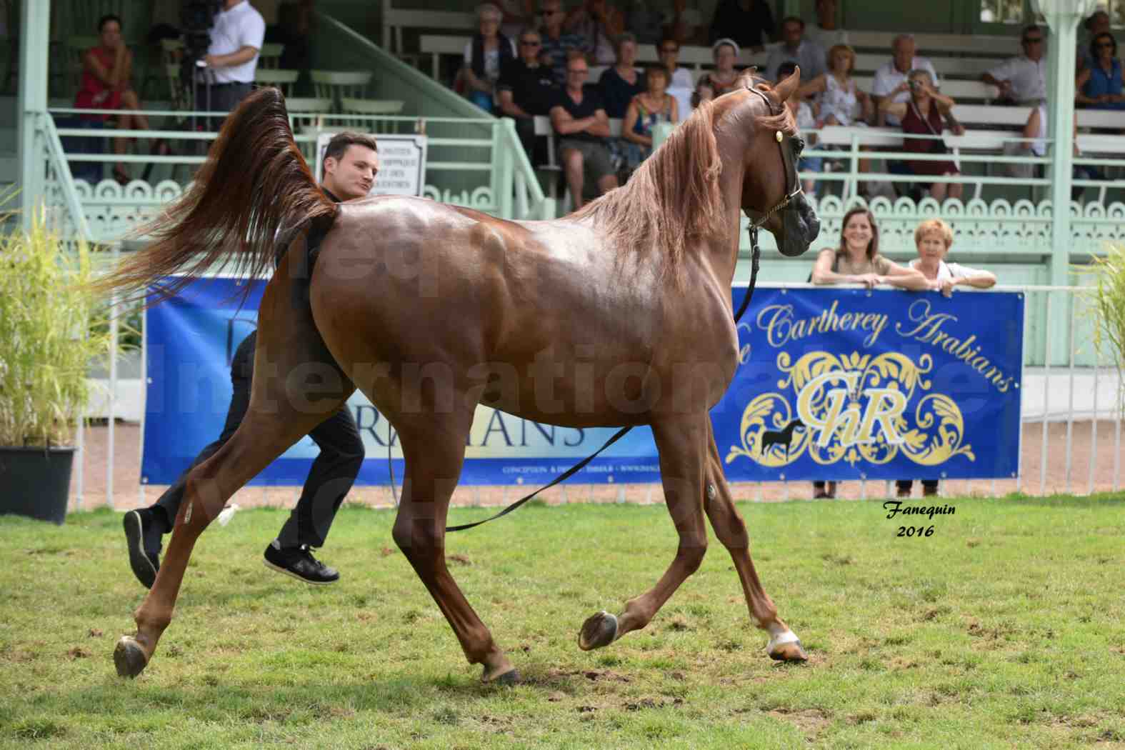 International Arabian Horse Show B de VICHY 2016 - PEARL DE DJOON - Notre Sélection - 33
