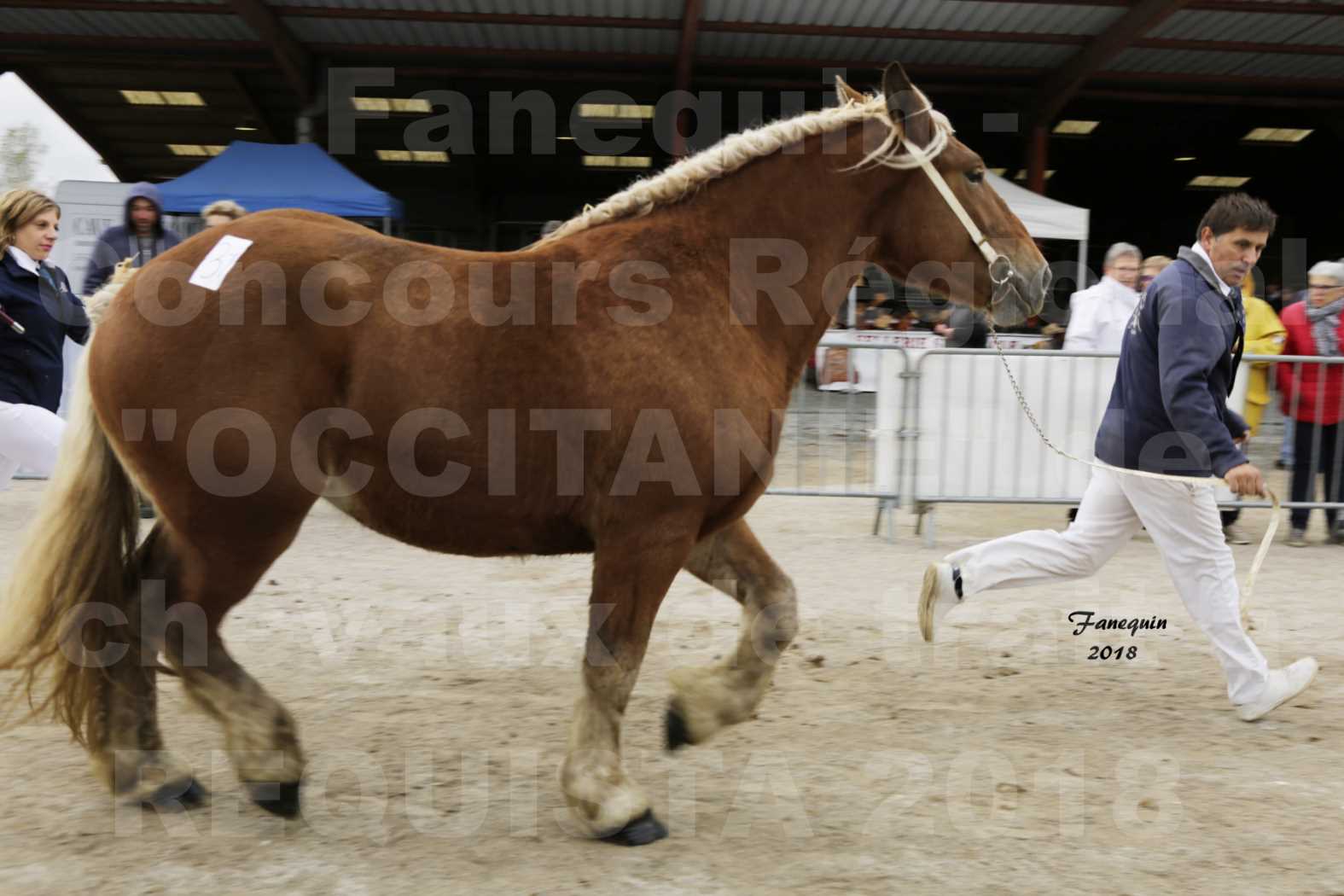 Concours Régional "OCCITANIE" de Chevaux de Traits à REQUISTA en 2018 - GROSEILLE 19 - 6