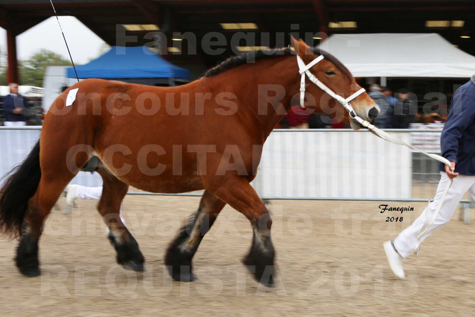 Concours Régional OCCITANIE de chevaux de traits à REQUISTA - COMETE DE GRILLOLES - 4