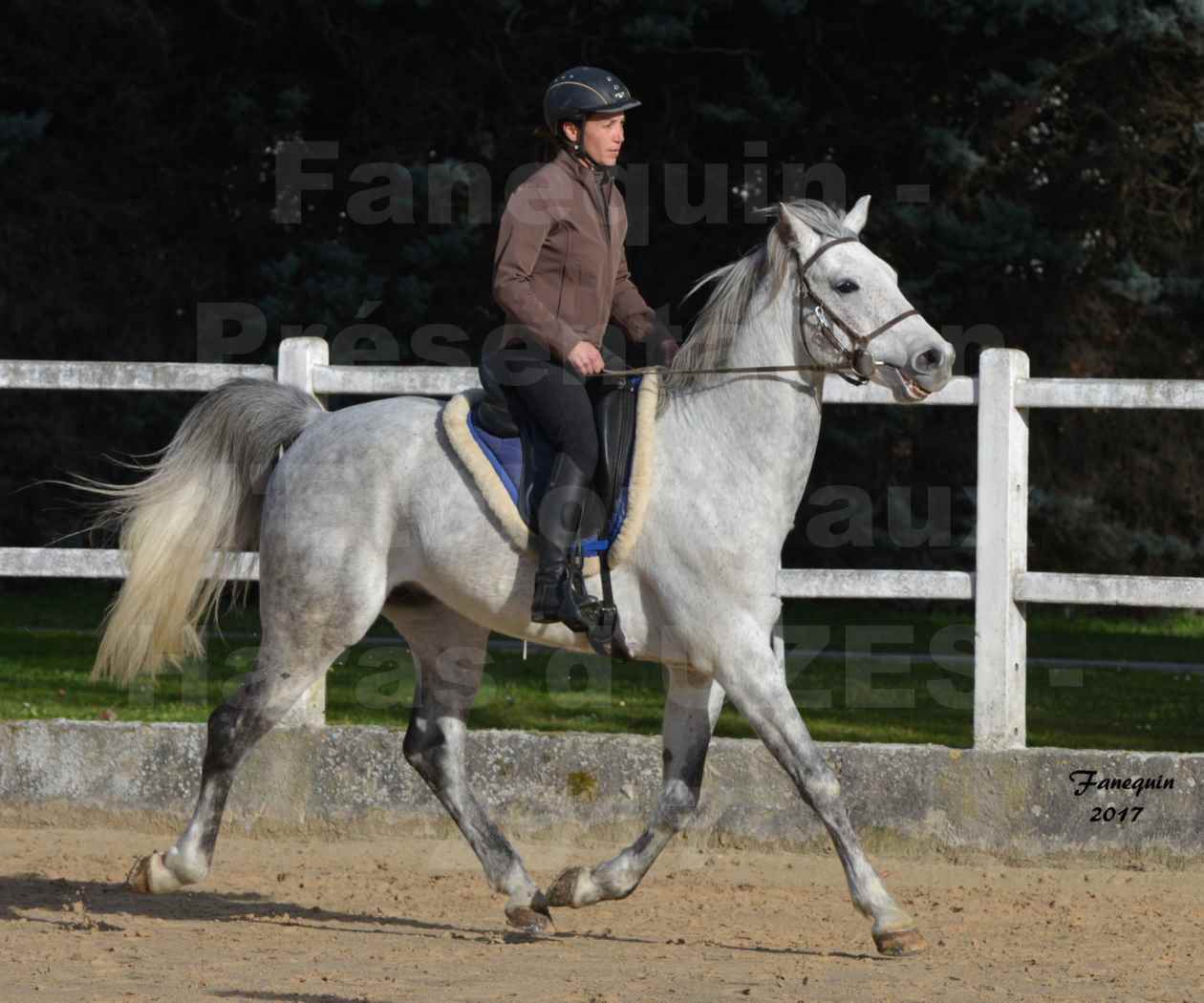 Présentation d’Étalons aux Haras d'UZES - présentation monté - ZA'IM AL HFIFA - 3