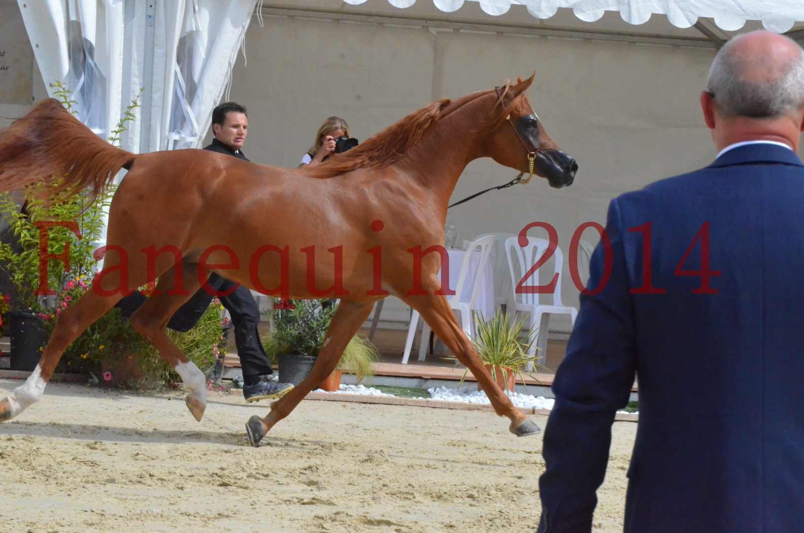 ﻿CHAMPIONNAT DE FRANCE 2014 A POMPADOUR - Championnat - KINSHASA JA - 46