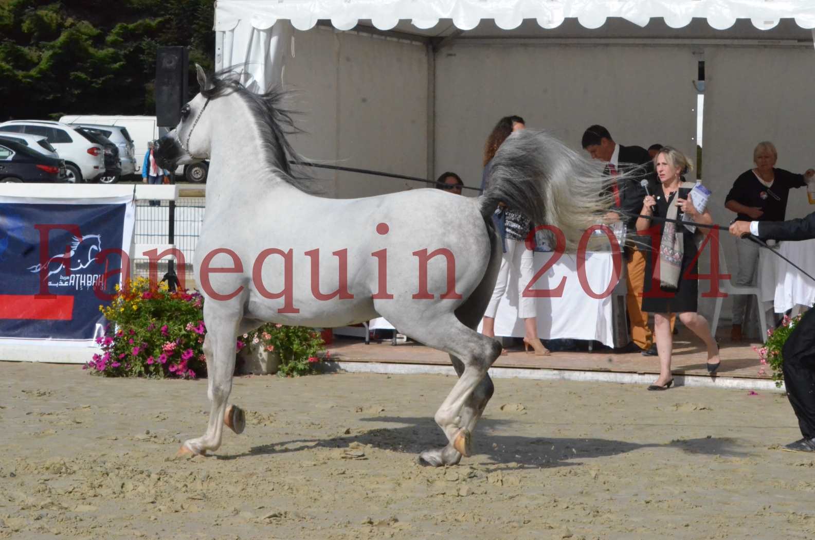 CHAMPIONNAT DE FRANCE  2014 A POMPADOUR - Sélection - SHAOLIN DE NEDJAIA - 28