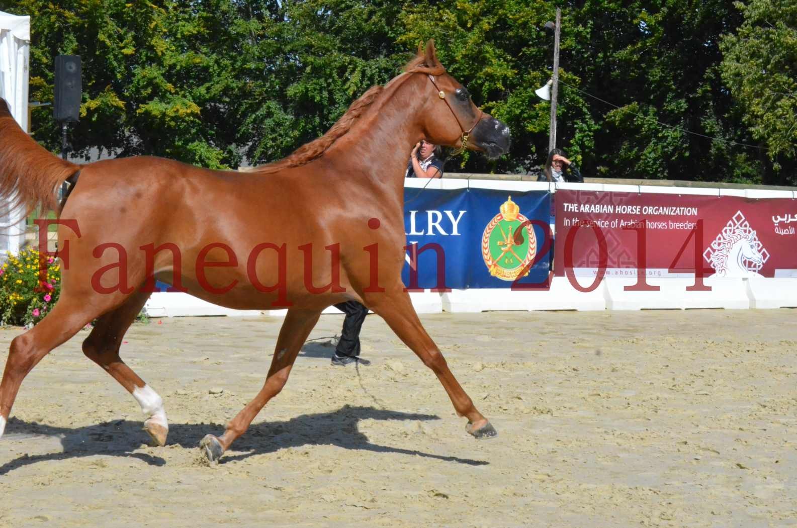 ﻿CHAMPIONNAT DE FRANCE 2014 A POMPADOUR - Sélection - KINSHASA JA - 33