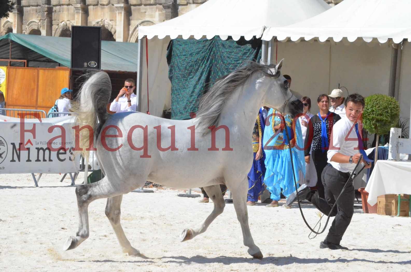 Concours National de Nîmes de chevaux ARABES 2014 - Sélection - SHAOLIN DE NEDJAIA - 62