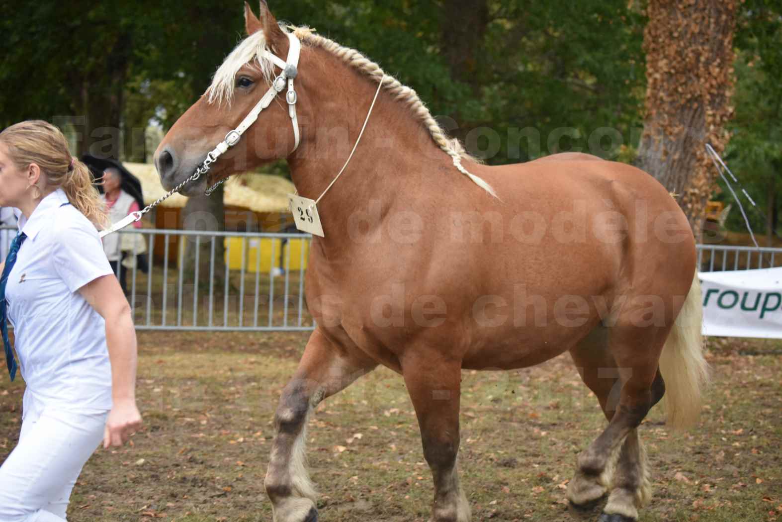 Concours Régional de chevaux de traits en 2017 - Trait COMTOIS - ELITE 14 - 08