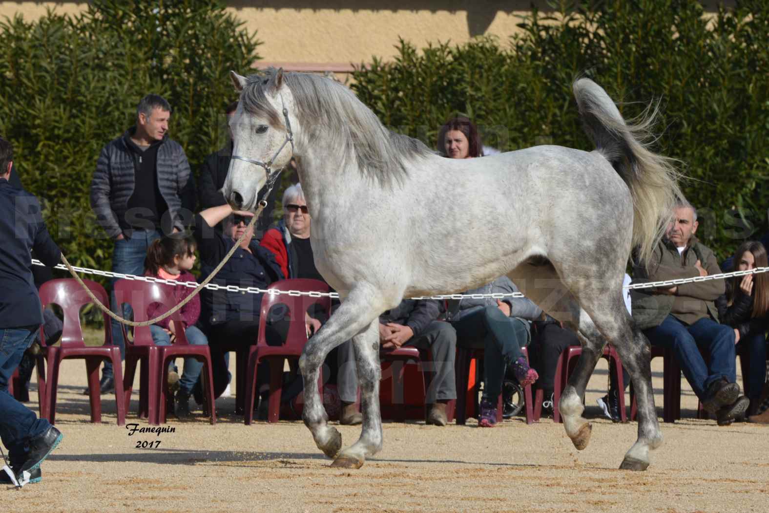 Présentation d’Étalons aux Haras d'UZES - présentation en main - ZA'IM AL HFIFA - 3