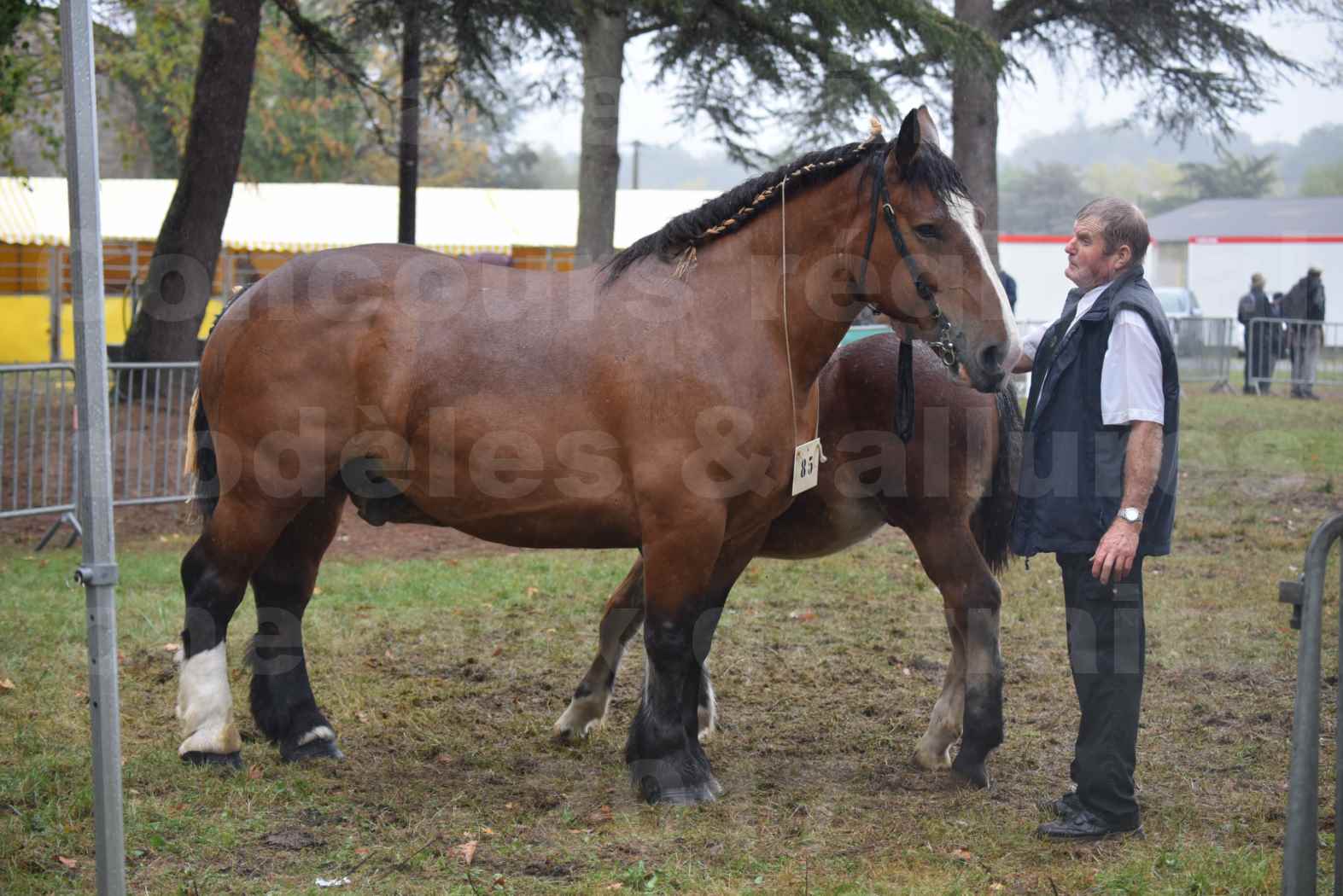 Concours Régional de chevaux de traits en 2017 - Jument Suitée - Trait BRETON - UNION 11 - 02