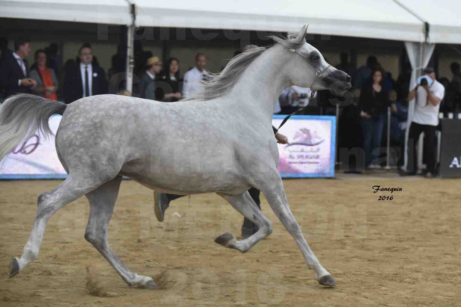 Championnat du pur-sang arabe de la Méditerranée et des pays arabes - MENTON 2016 - BINT HAZY AL KHALEDIAH - 6