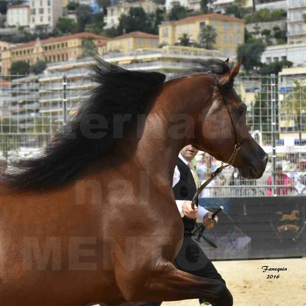 Championnat du pur-sang arabe de la Méditerranée et des pays arabes - MENTON 2016 - GALLARDO J - Notre Sélection - Portraits - 2