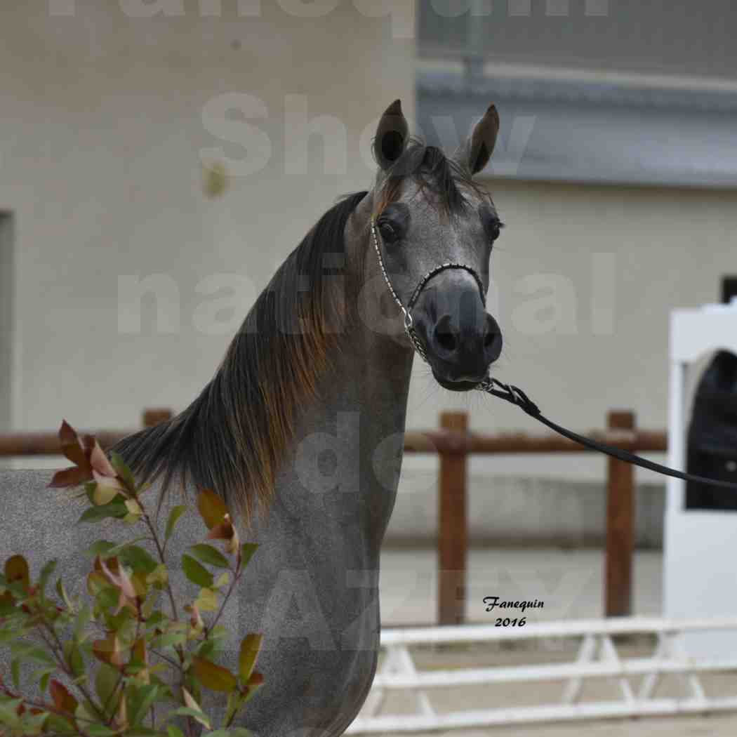 Show national de chevaux arabes de CHAZEY sur AIN 2016 - NM HACINA - Notre Sélection - Portraits - 1