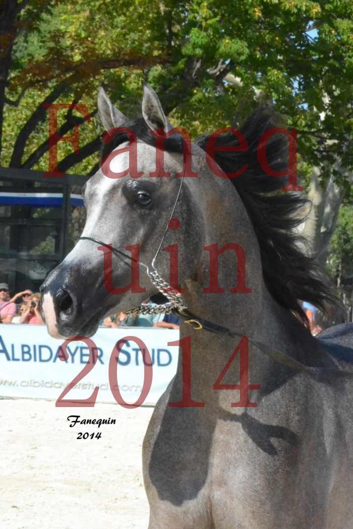 Concours National de Nîmes de chevaux ARABES 2014 - Notre Sélection - Portraits - JOSEPH'S BOUZIOLS - 05