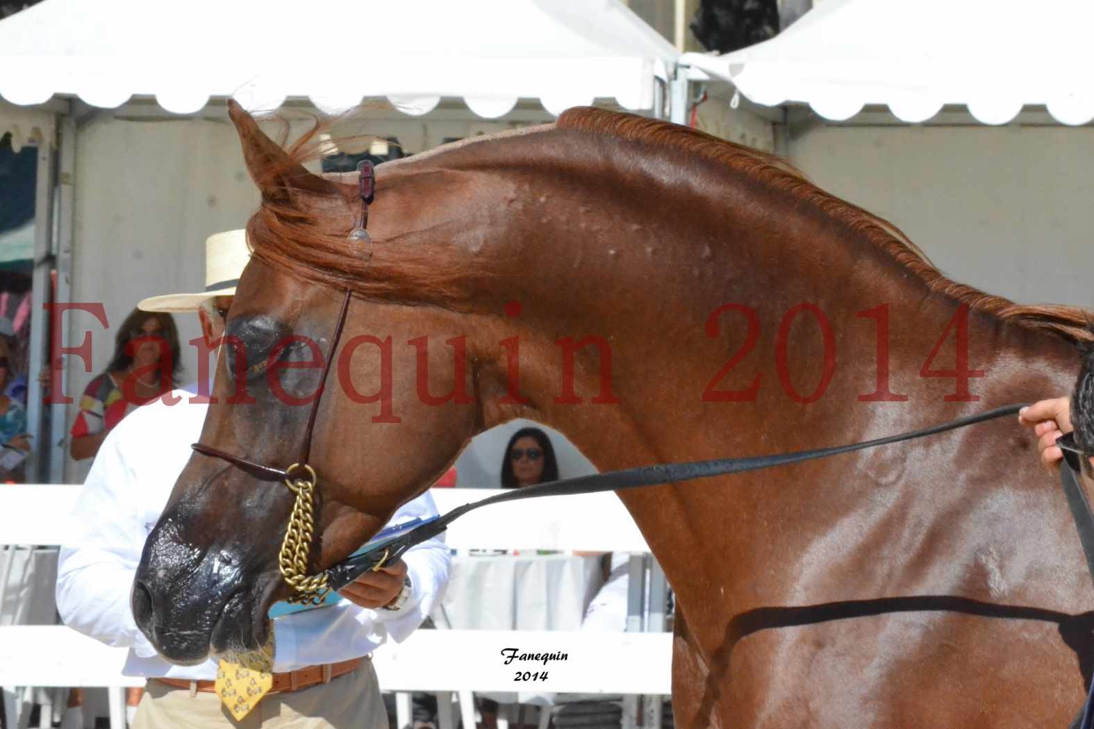 Concours National de Nîmes de chevaux ARABES 2014 - Notre Sélection - Portraits - AINHOA LE BASQUE - 1