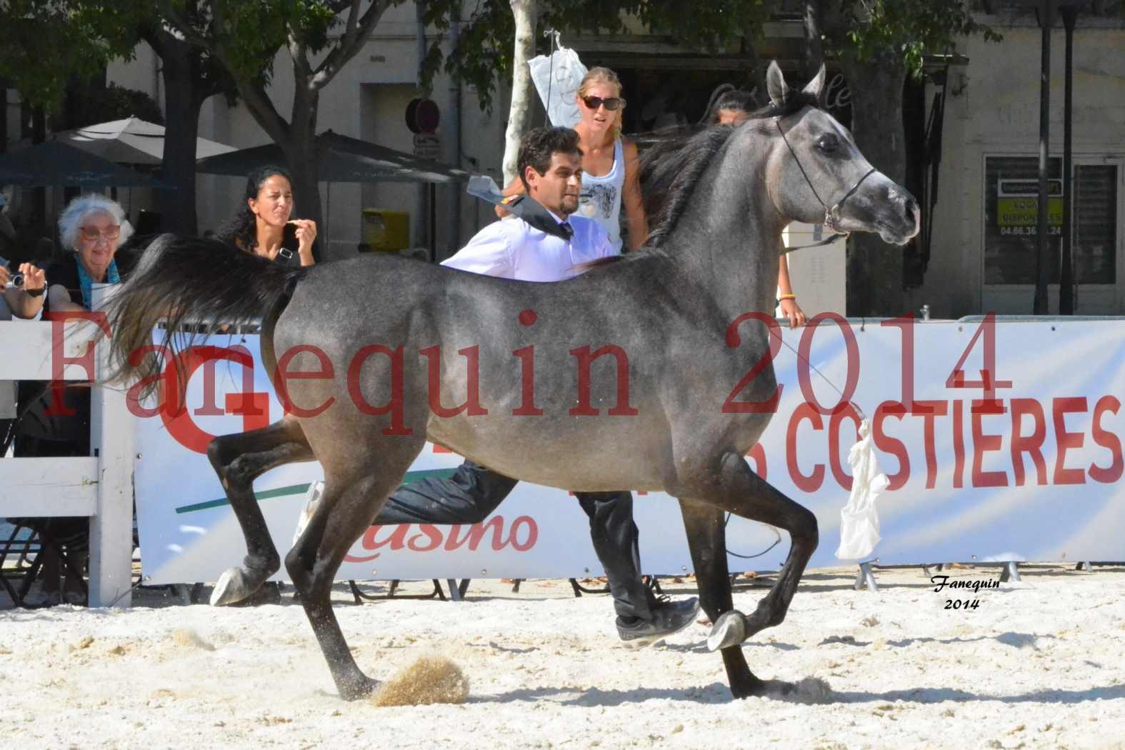 Concours National de Nîmes de chevaux ARABES 2014 - Notre Sélection - JOSEPH'S BOUZIOLS - 02