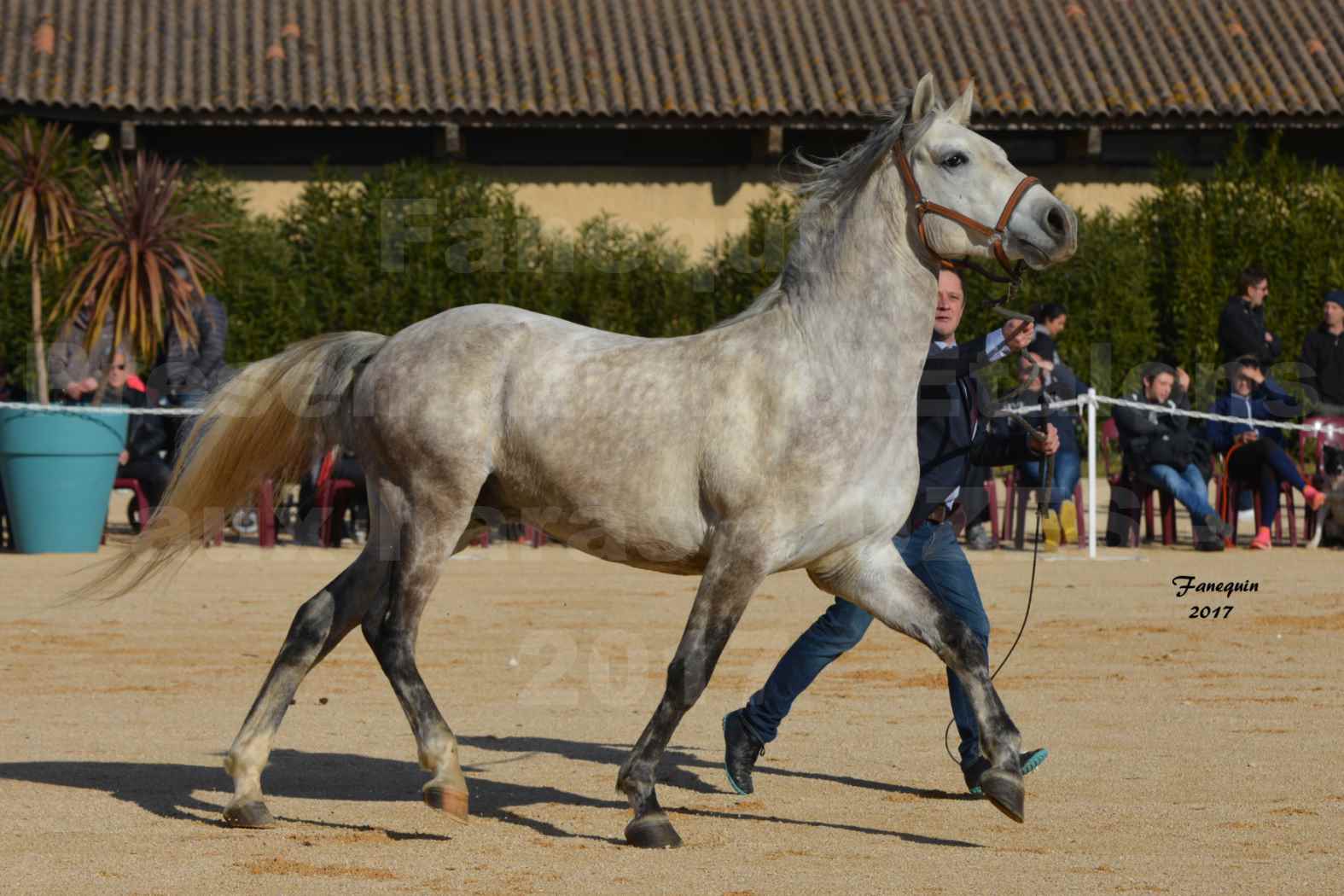 Présentation d’Étalons aux Haras d'UZES - présentation en main -CAMERON DE LA TAVE - 4