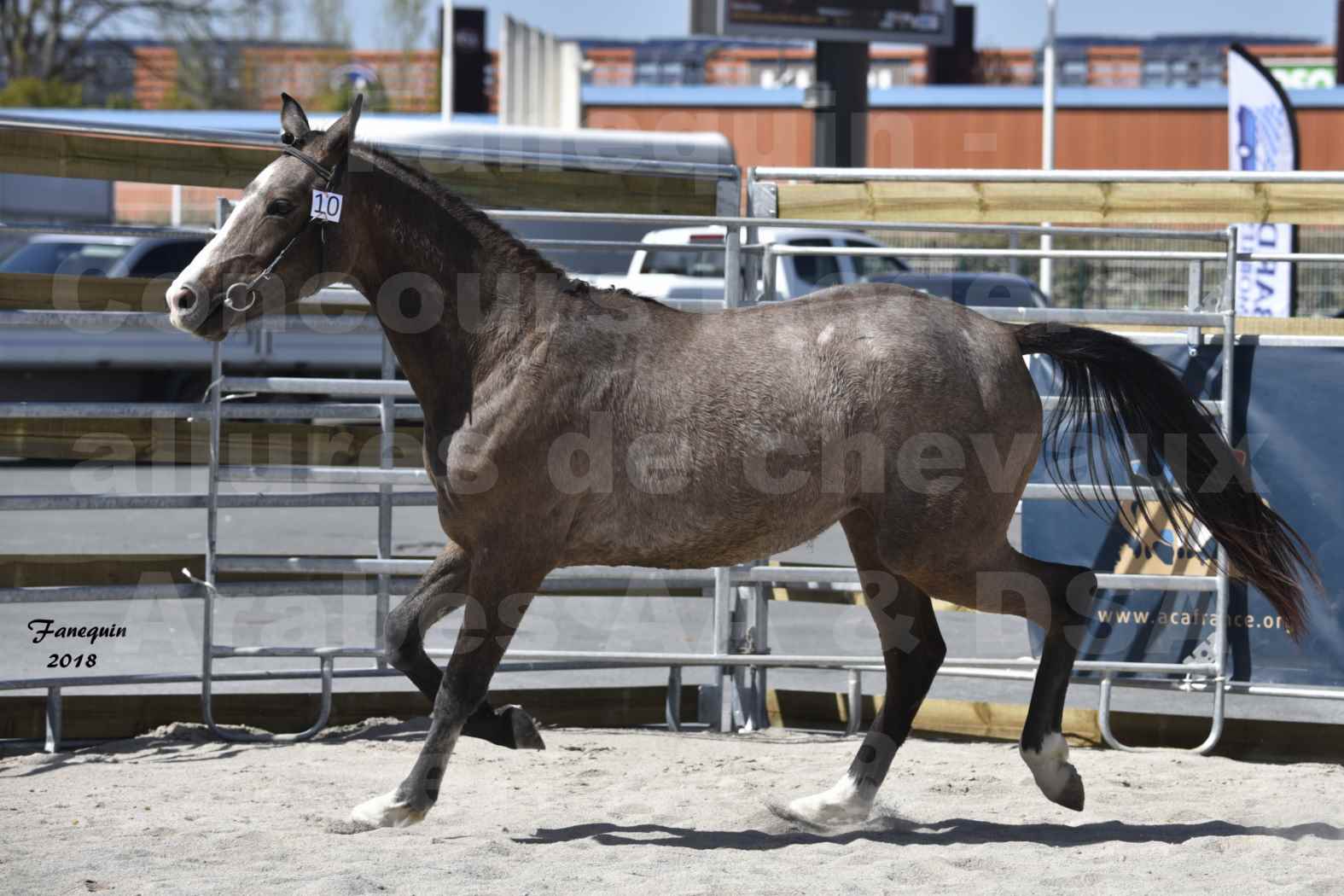 Concours d'élevage de Chevaux Arabes - D. S. A. - A. A. - ALBI les 6 & 7 Avril 2018 - GOLD OF MARTRETTES - Notre Sélection - 6