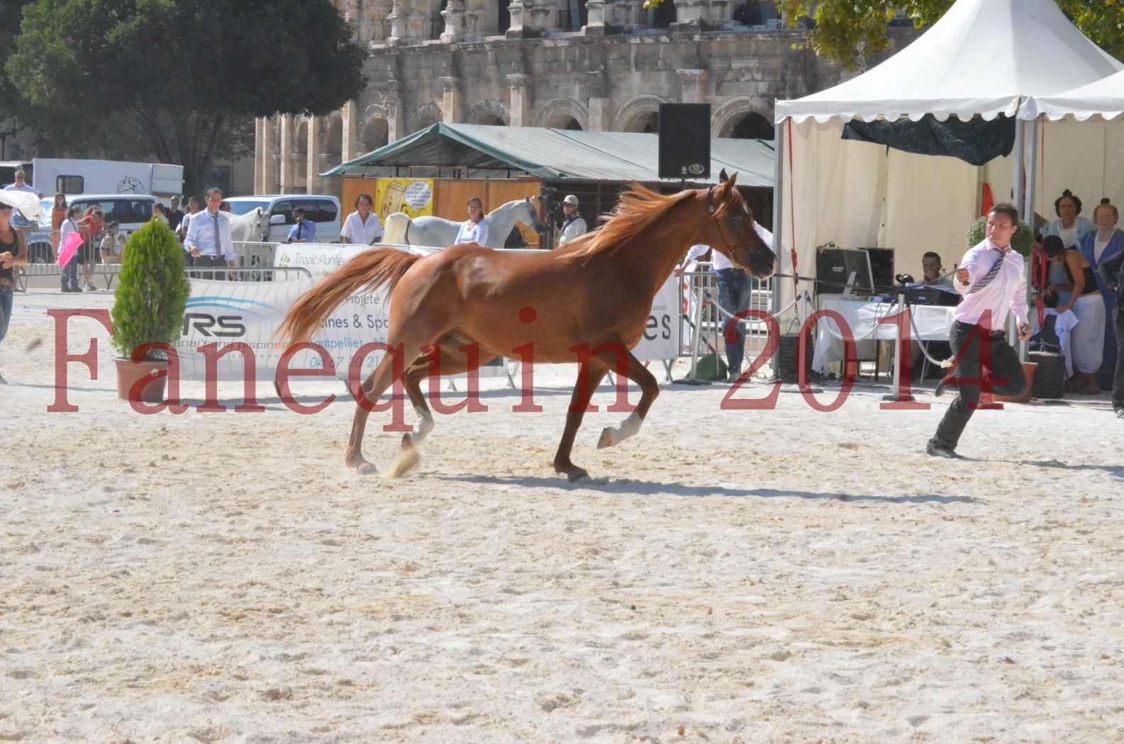 Concours National de Nîmes de chevaux ARABES 2014 - Championnat - MASSAI DE BARREL - 10