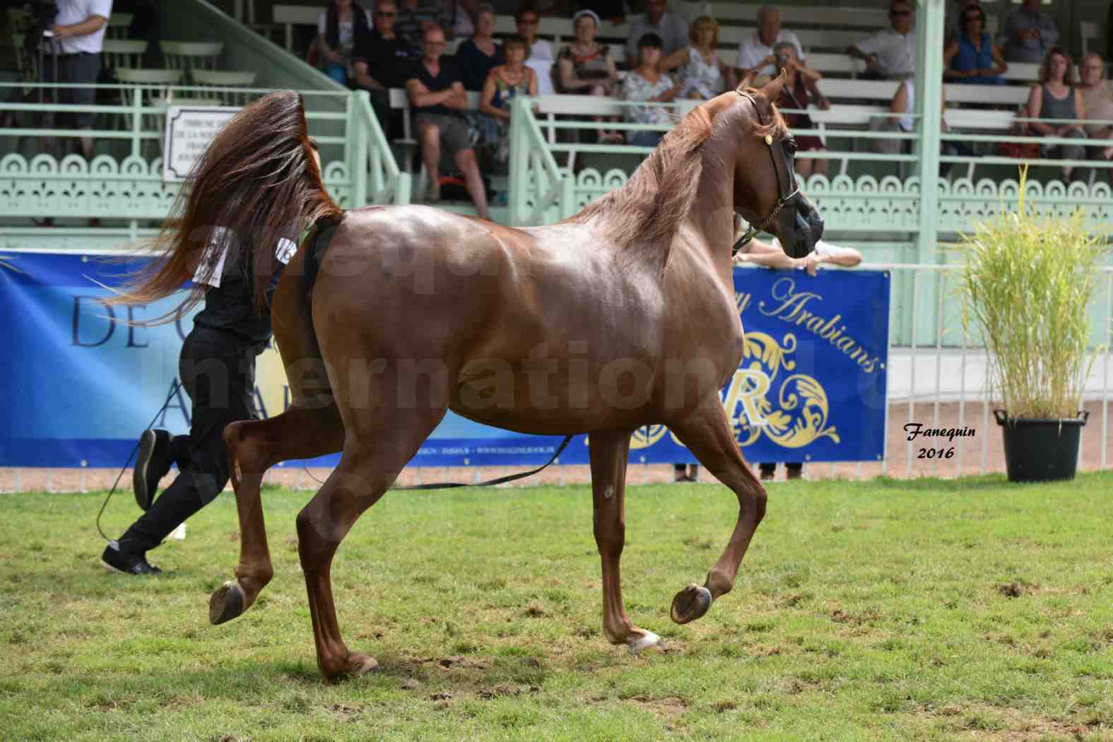 International Arabian Horse Show B de VICHY 2016 - PEARL DE DJOON - Notre Sélection - 34
