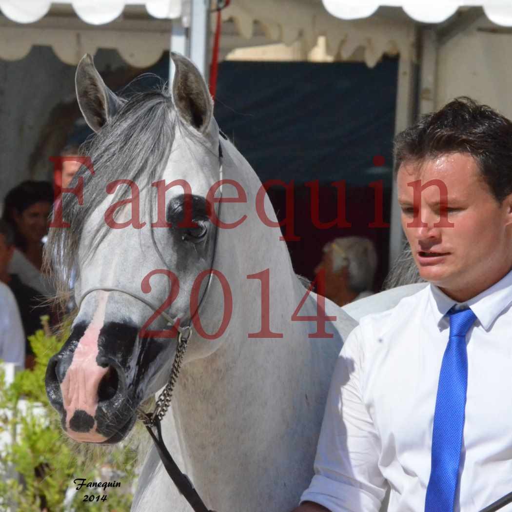 Concours National de Nîmes de chevaux ARABES 2014 - Notre Sélection - Portraits - SHAOLIN DE NEDJAIA - 12