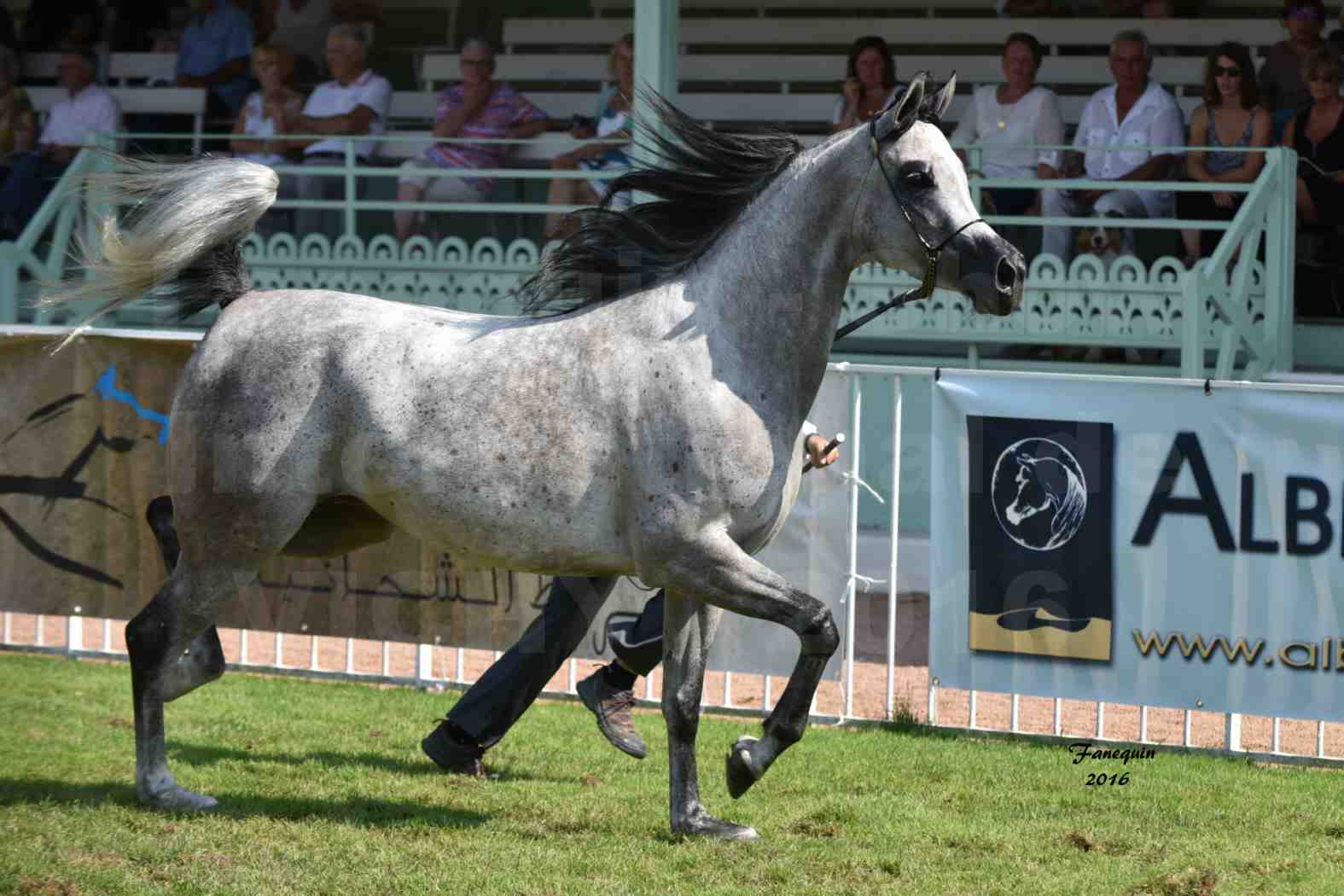 International Arabian Horse Show B de VICHY 2016 - ISABELLA - Notre Sélection - 04