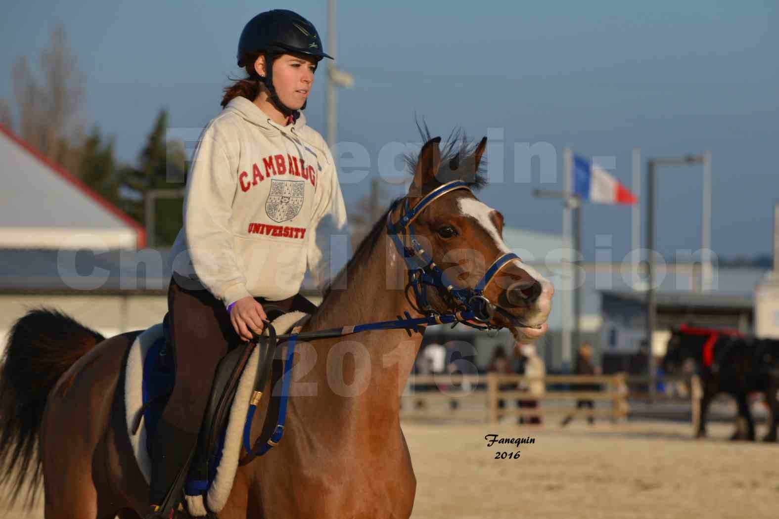 Cheval Passion 2016 - Présentation extérieure de chevaux Arabes montés - 03
