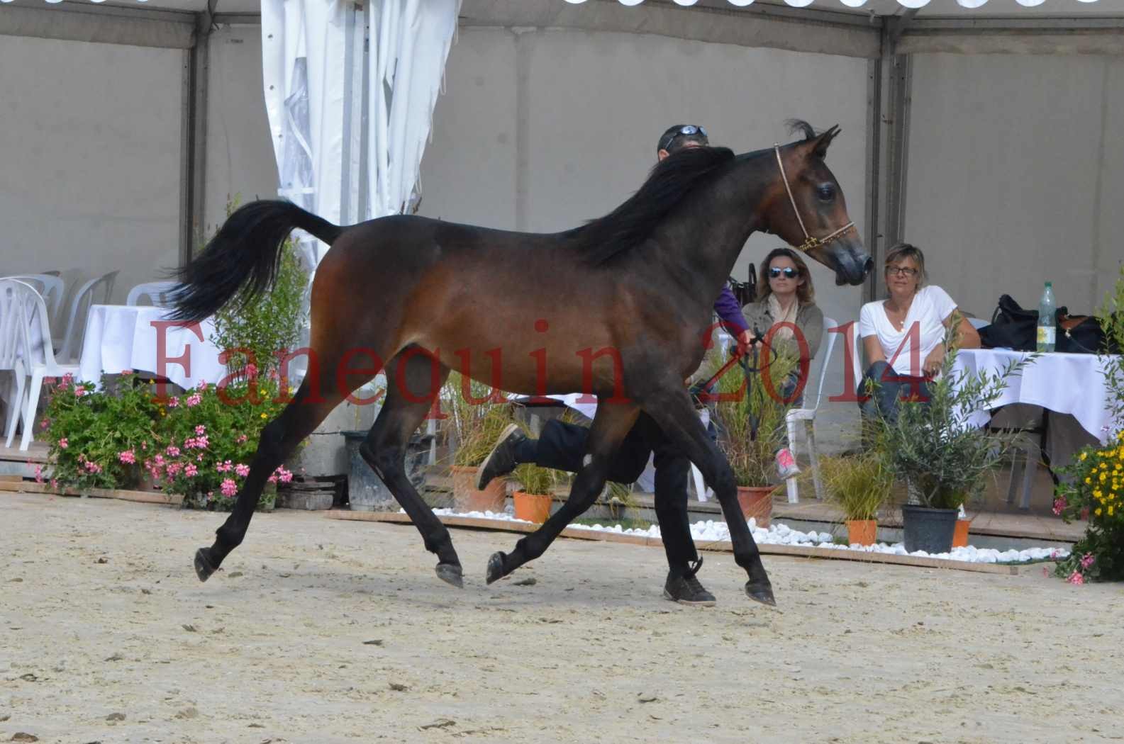 Championnat de FRANCE 2014 - Amateurs - SH FARAJAA - 24