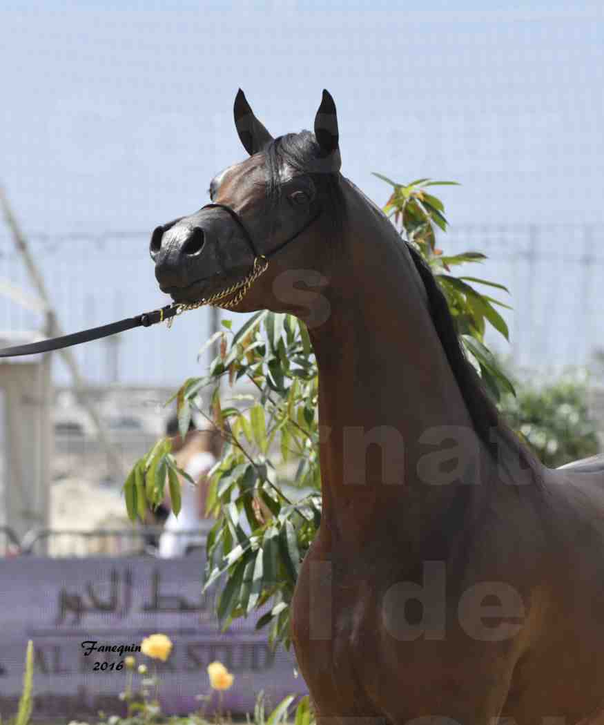 Championnat du pur-sang arabe de la Méditerranée et des pays arabes - MENTON 2016 - EKS ALIHANDRO - Notre Sélection - Portraits - 8