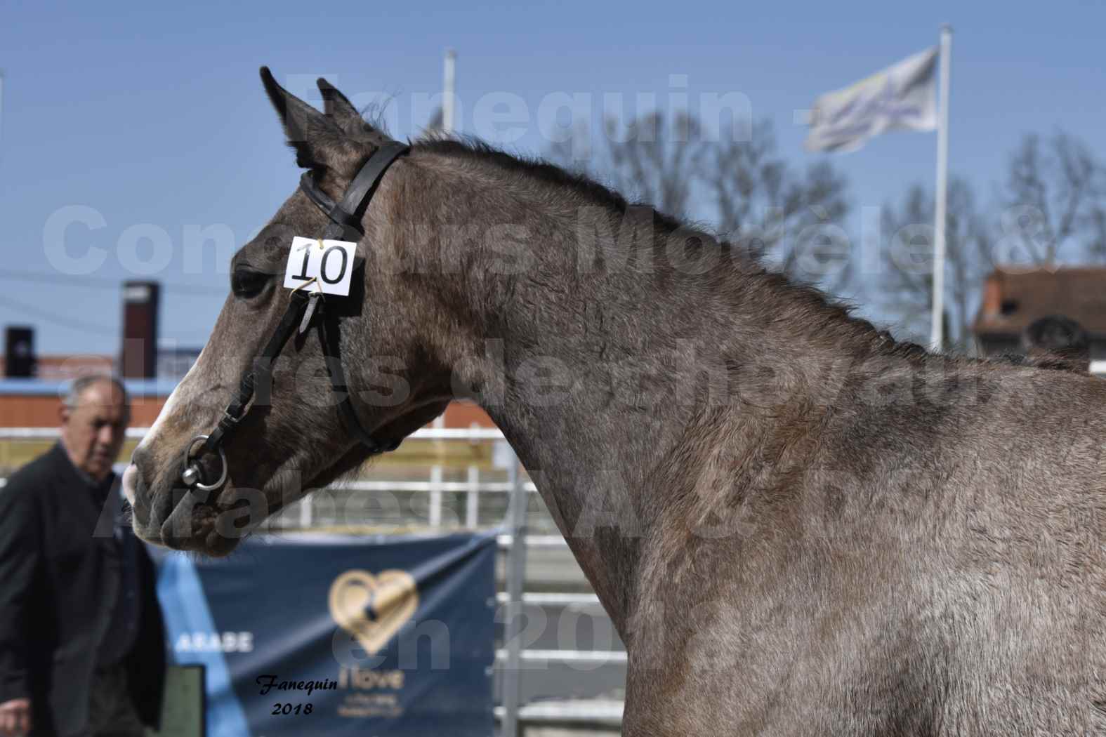 Concours d'élevage de Chevaux Arabes - D. S. A. - A. A. - ALBI les 6 & 7 Avril 2018 - GOLD OF MARTRETTES - Notre Sélection - Portraits - 2