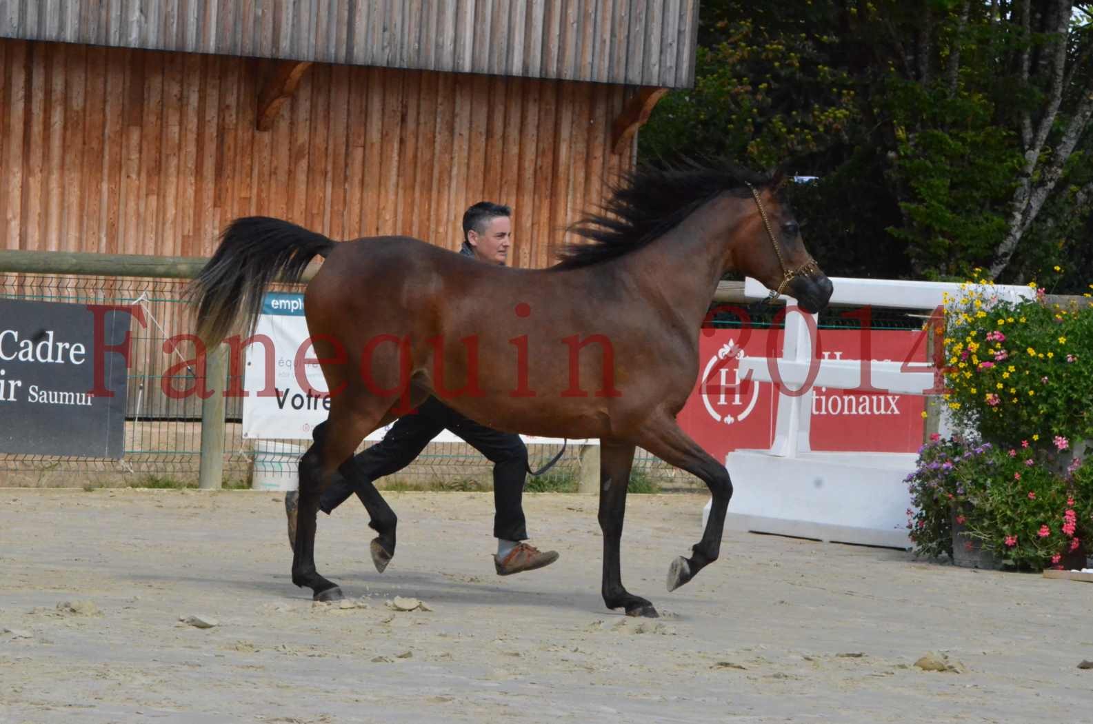 Championnat de FRANCE 2014 - Amateurs - KAL'ELLE D'ELHORIA - 16