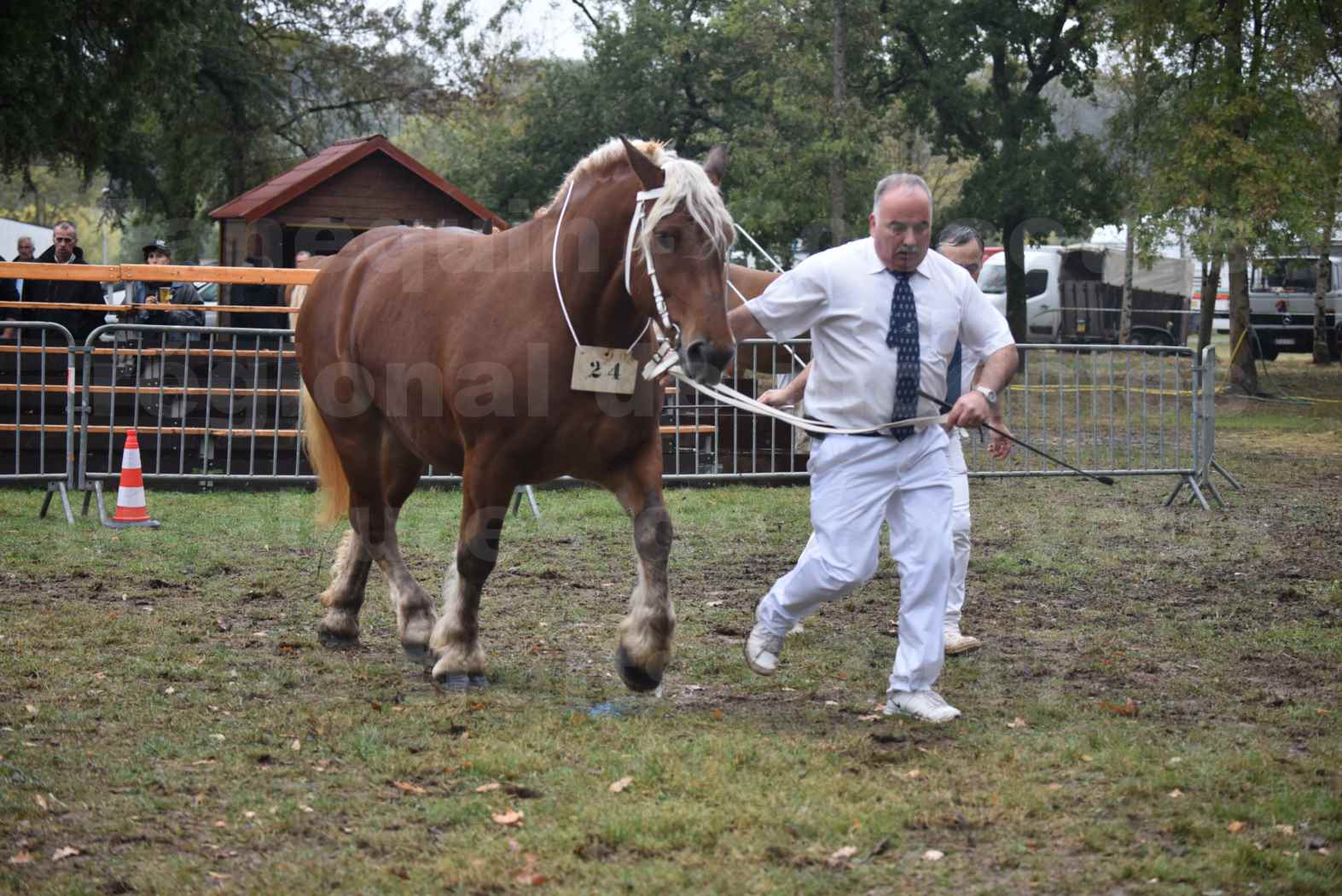 Concours Régional de chevaux de traits en 2017 - Trait COMTOIS - ETOILE DES NAUZETTES - 08