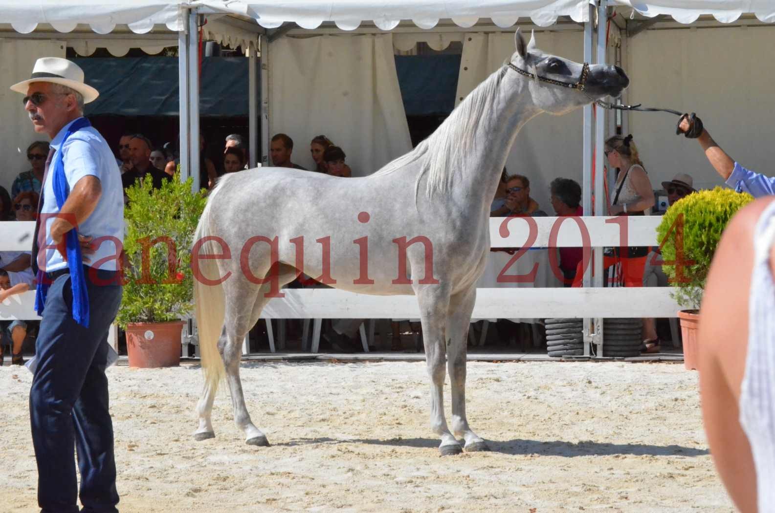 Concours national de Nîmes 2014 - Championnat Femelles Juniors - VOLODIA DE LAFON - 15