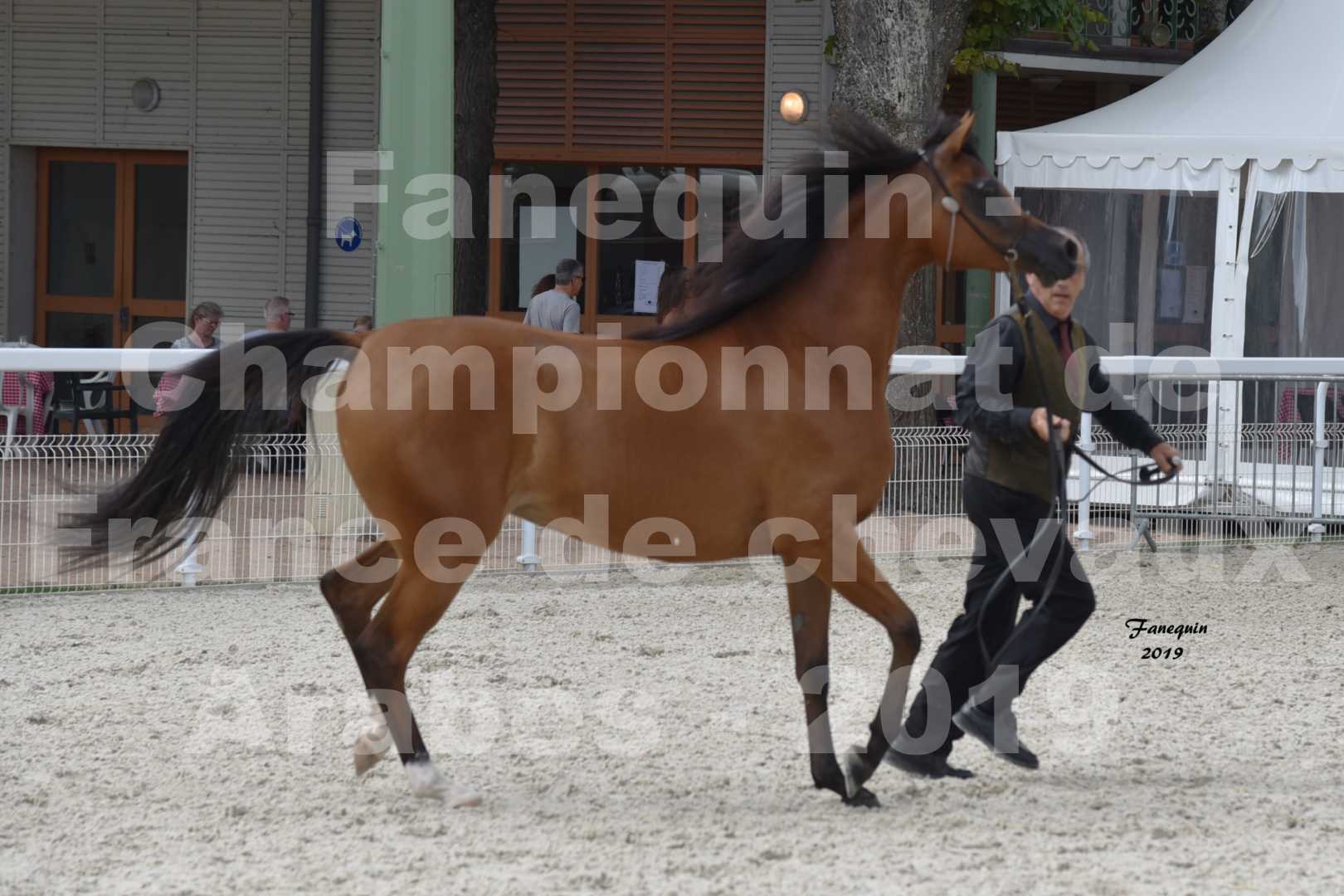 Championnat de France des chevaux Arabes en 2019 à VICHY - SH CHARISMA - 5