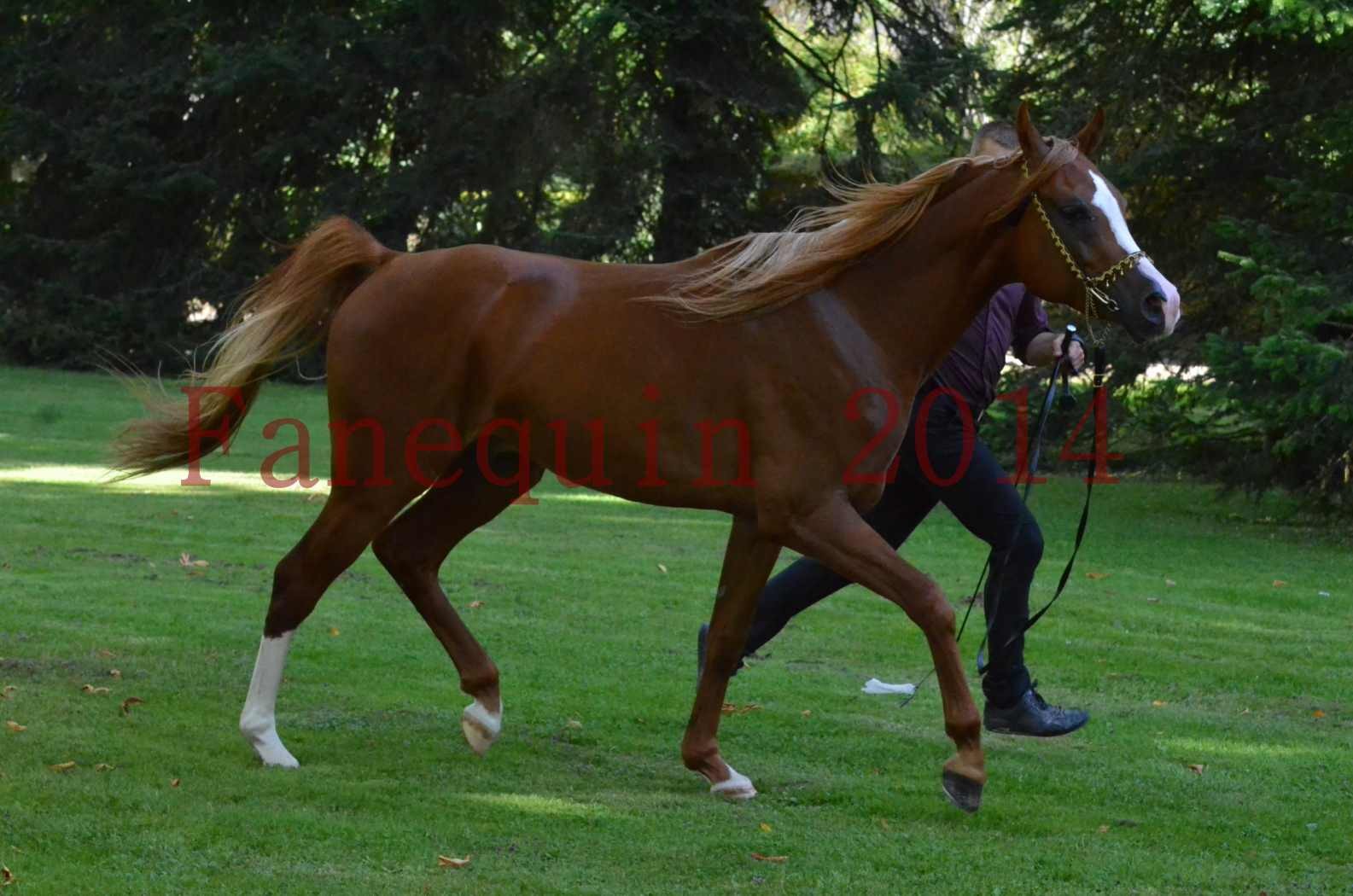 Championnat de FRANCE 2014 - Amateurs - SELECTO IBN SAMAWI - 125