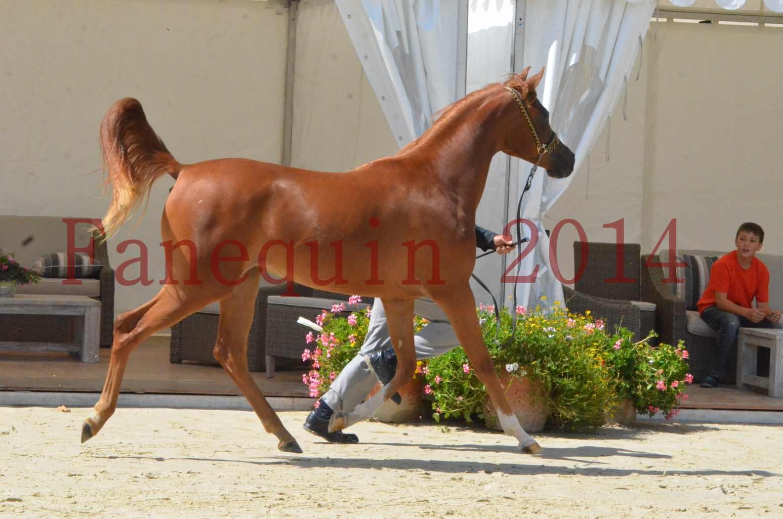 Championnat de FRANCE 2014 - Amateurs - SH CALLAS BINT ARMANI - 18