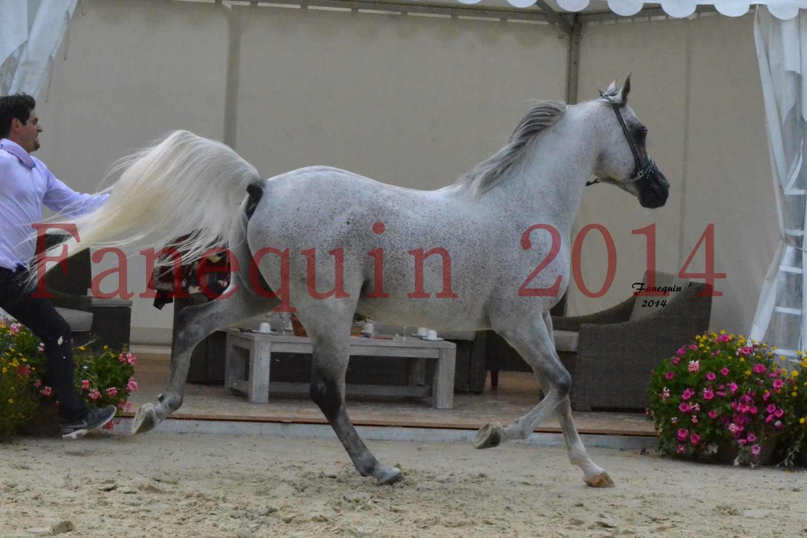 CHAMPIONNAT DE FRANCE  2014 A POMPADOUR - Notre Sélection - SHEYK DE GARGASSAN - 07