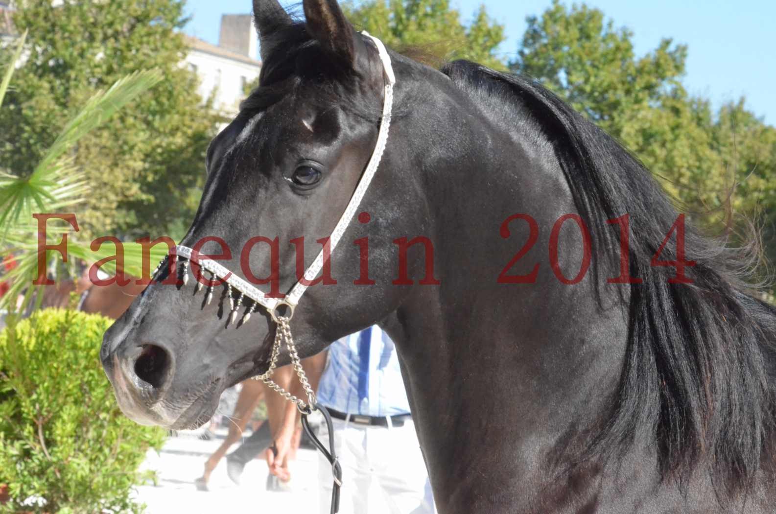 Concours National de Nîmes de chevaux ARABES 2014 - Sélection - Portraits - BALTYK DE CHAUMONT - 01