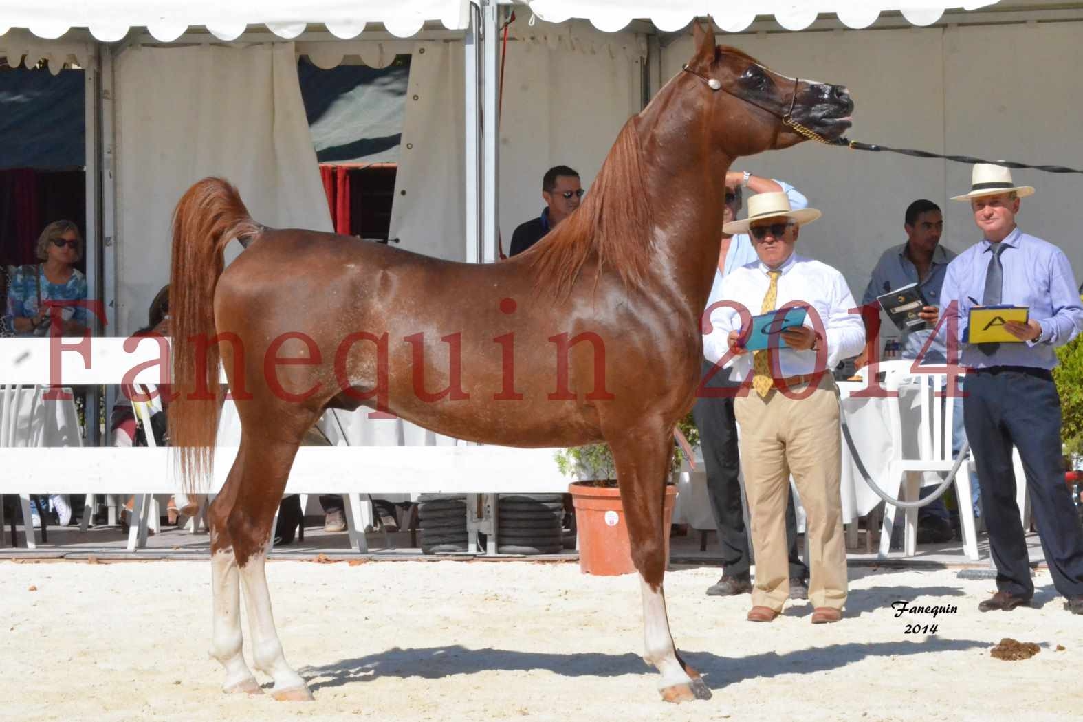 Concours National de Nîmes de chevaux ARABES 2014 - Notre Sélection - AINHOA LE BASQUE - 3