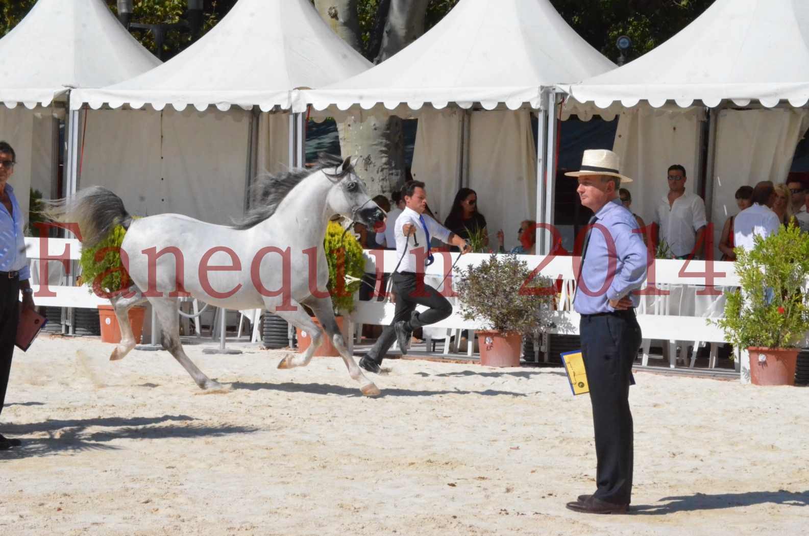 Concours National de Nîmes de chevaux ARABES 2014 - Sélection - SHAOLIN DE NEDJAIA - 01