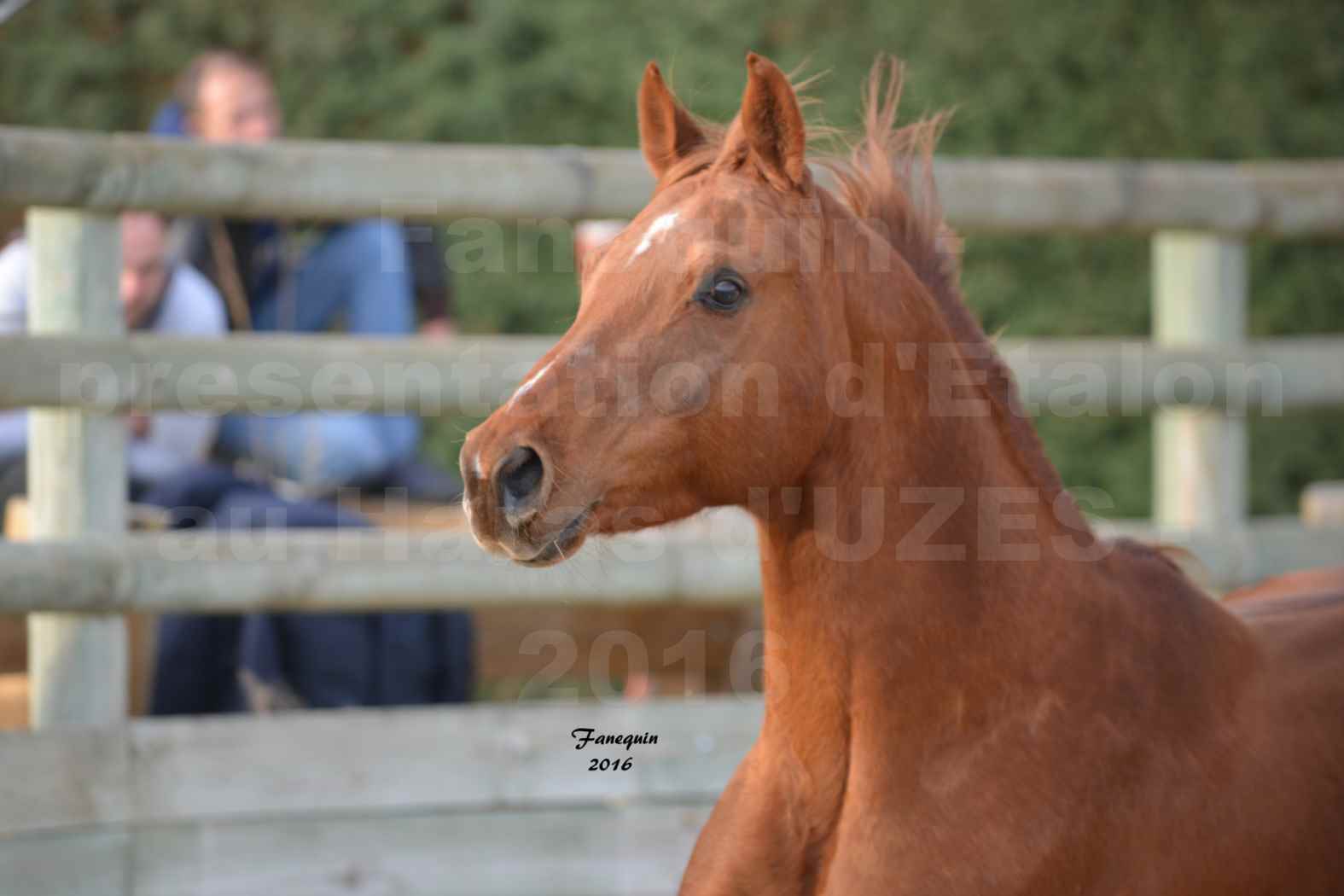 Présentation d’Étalons aux Haras d'UZES en 2016 - Portraits - RELZOUK DES BARAQUES - 5