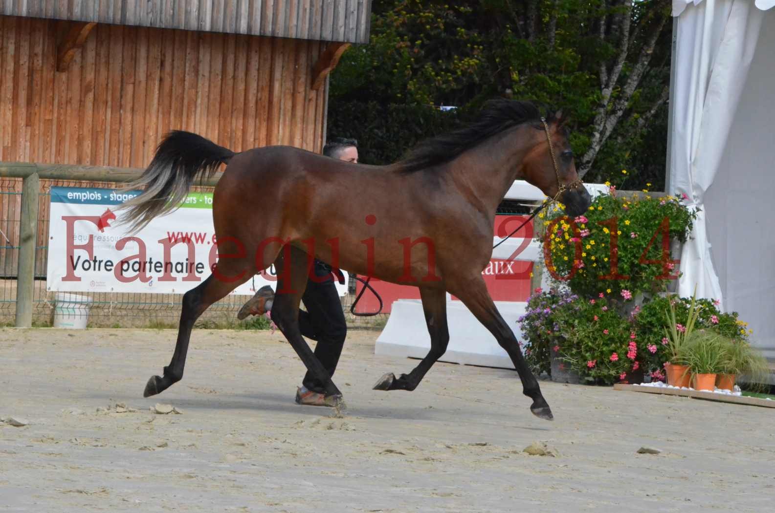 Championnat de FRANCE 2014 - Amateurs - KAL'ELLE D'ELHORIA - 17