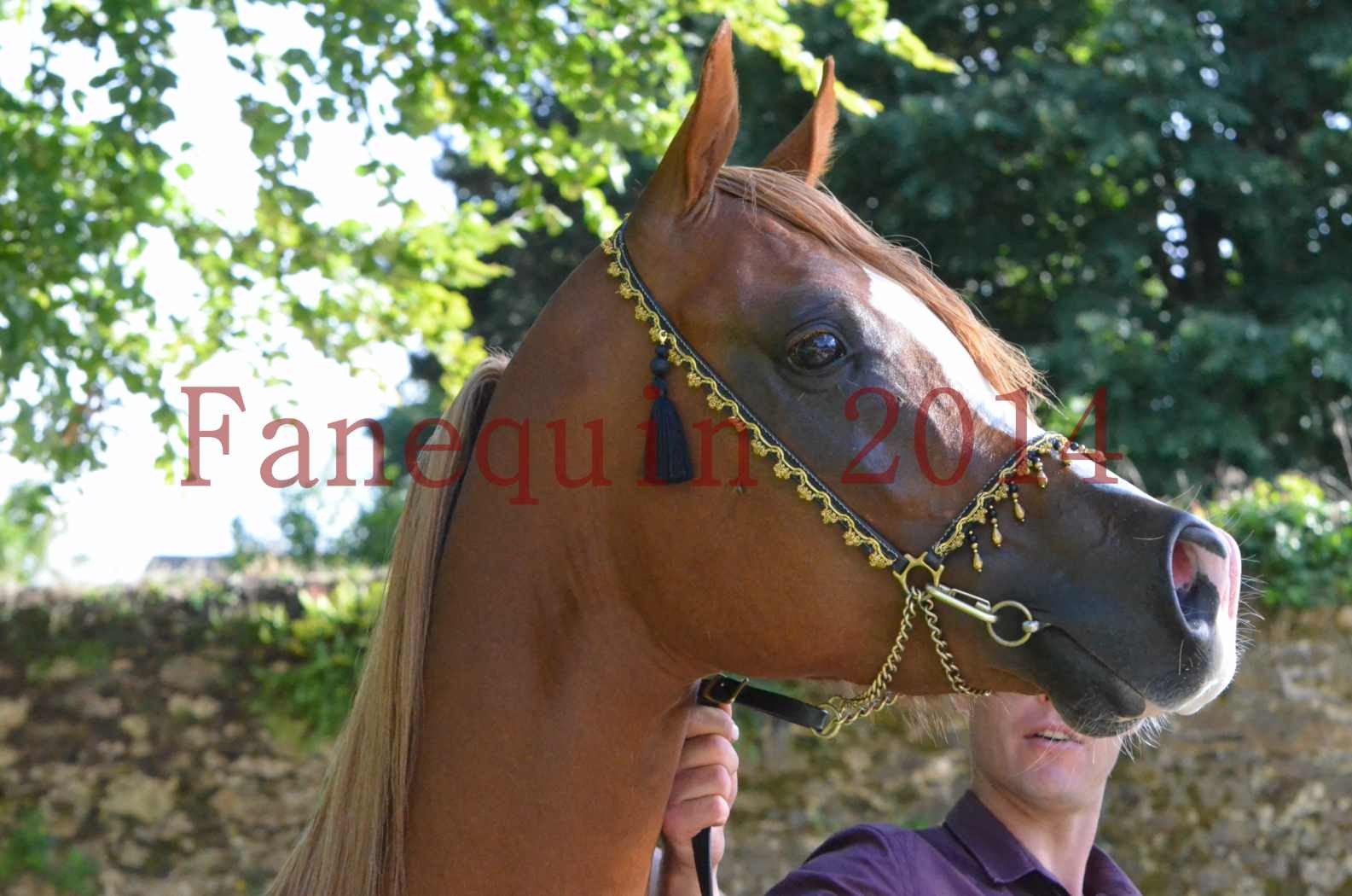 Championnat de FRANCE 2014 - Amateurs - SELECTO IBN SAMAWI - 157