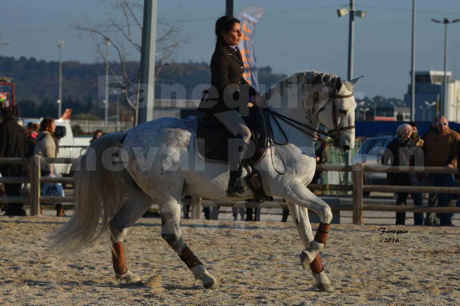 Cheval Passion 2016 - Présentation des LUSITANIENS - Échauffement extérieur -  1