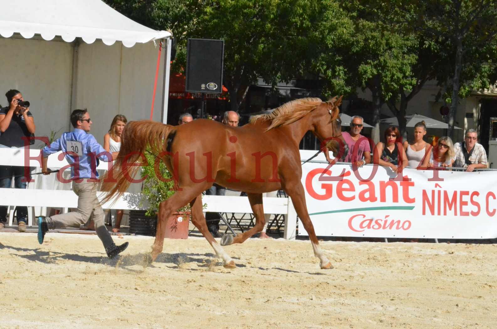 Concours National de Nîmes de chevaux ARABES 2014 - Championnat - MASSAI DE BARREL - 61