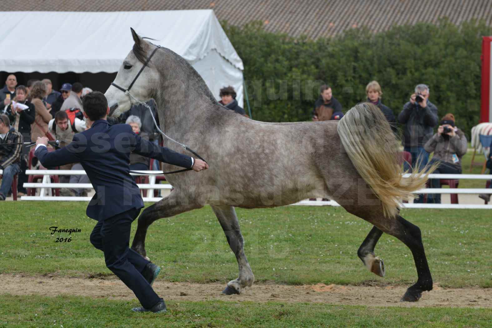 Présentation d’Étalons aux Haras d'UZES en 2016 - Présentation en longe - DIOSAÏ D'ALAJOU - 5