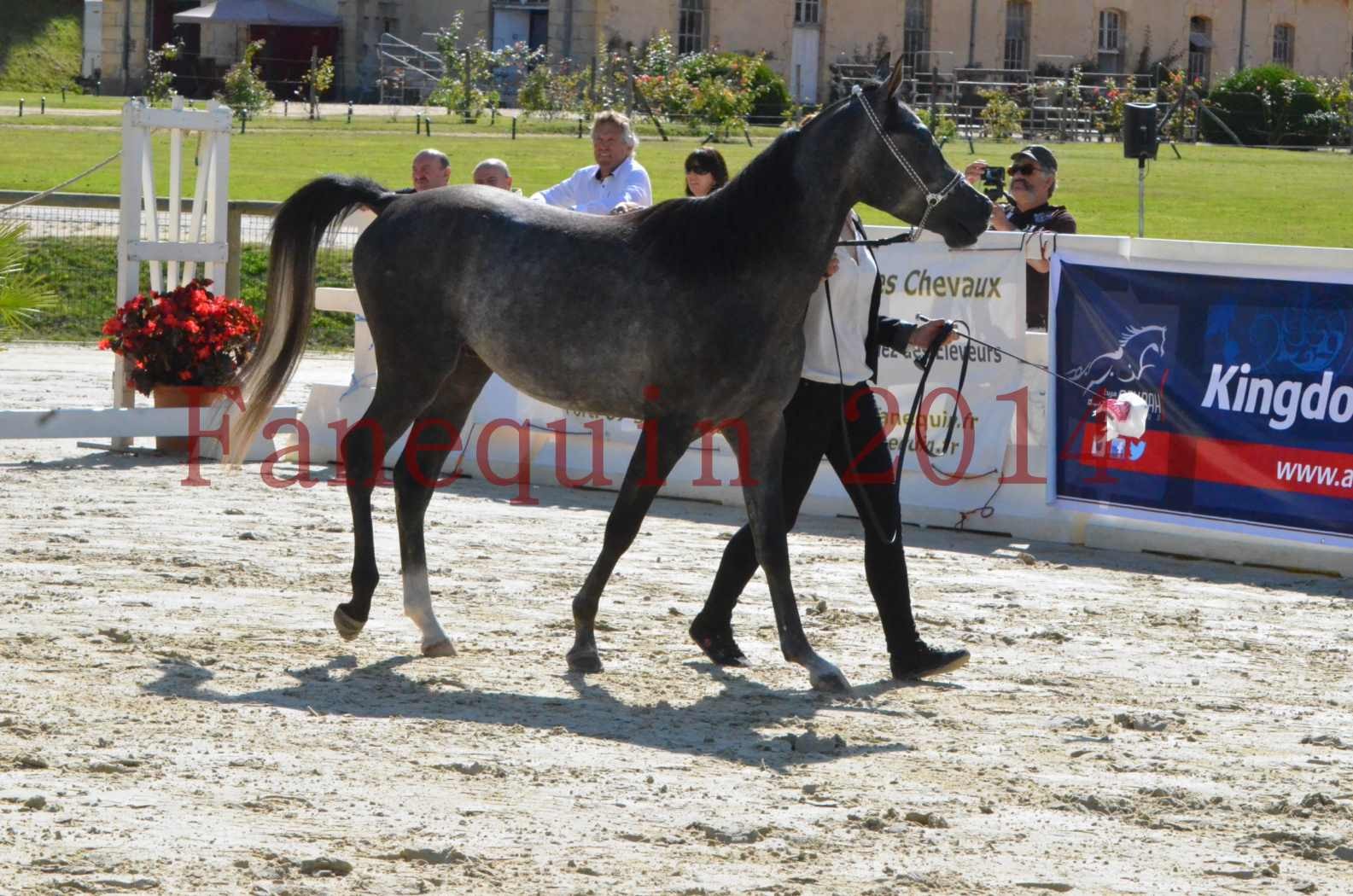 Championnat de FRANCE 2014 - Amateurs - CHTI KAID D'AUBIN - 28