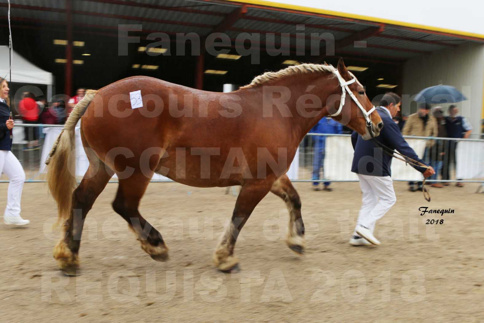 Concours Régional OCCITANIE de chevaux de traits à REQUISTA - DIANE DE GRILLOLES - 6