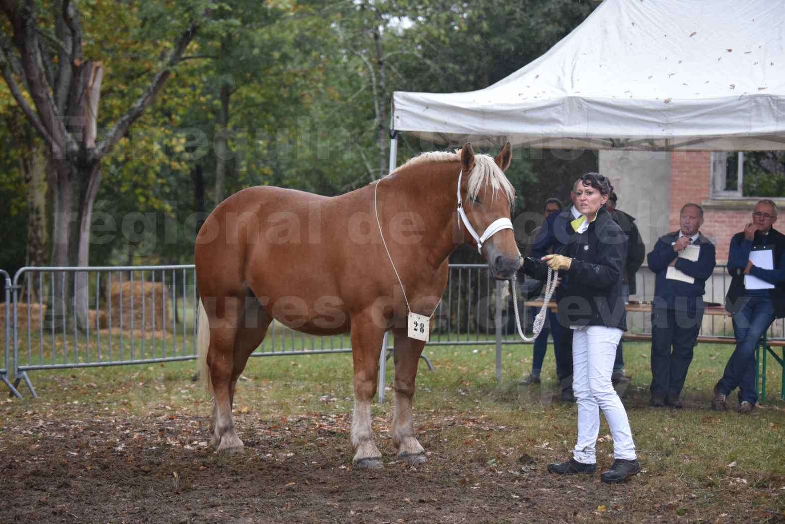 Concours Régional de chevaux de traits en 2017 - Trait COMTOIS - ETOILE 90 - 48